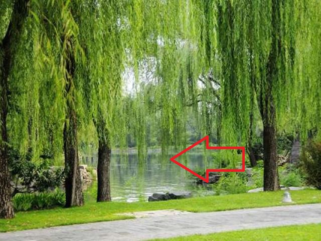 Cây liễu nên tránh trồng trước nhà