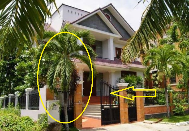 Trồng cau trước nhà mang lại nhiều may mắn
