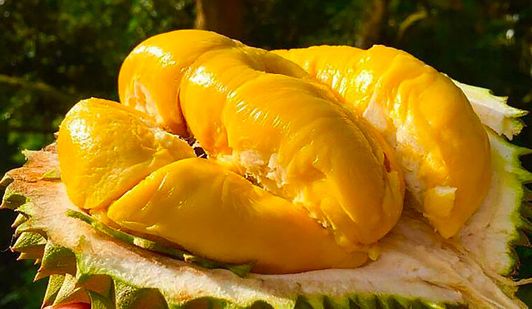 cach-chon-sau-rieng-ngon-khong-thuoc-ep-chin-202201061023304763