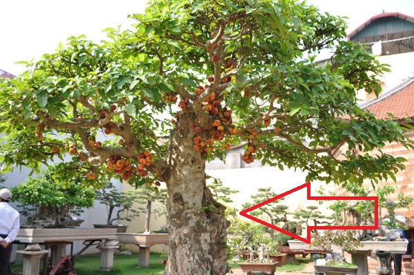 4 loại cây trồng sau nhà trấn giữ của cải