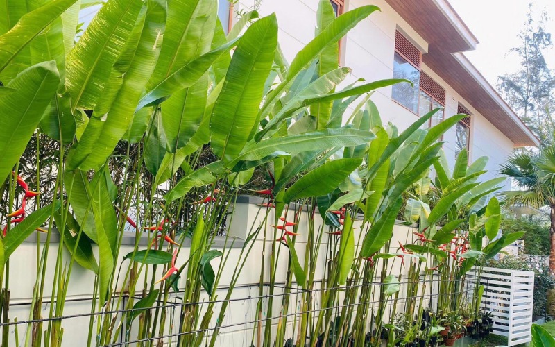 Cây trồng sau lưng nhà tốt cho phong thủy