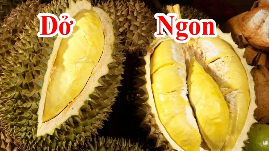 chon sau rieng