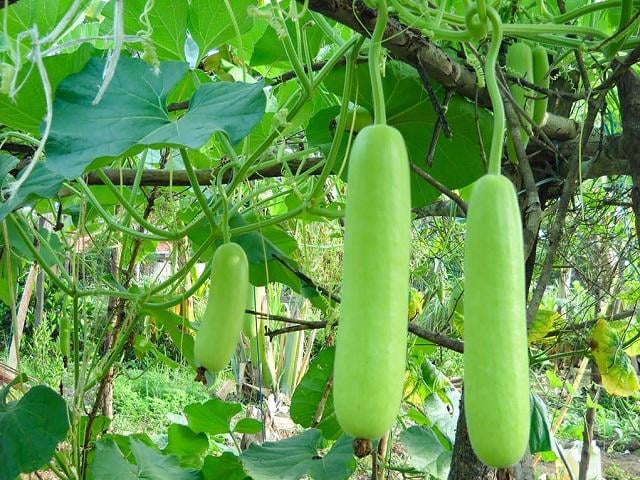 rau-it-bi-phun-thuoc-04