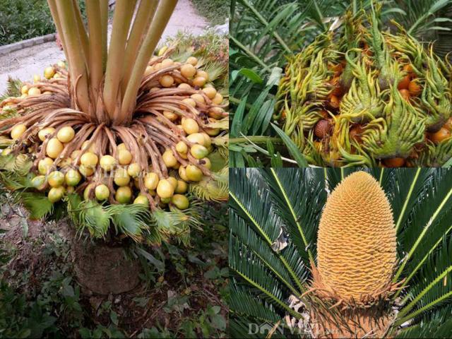 5-loai-cay-ra-hoa-bao-diem-cho-gia-chu-tai-loc-phu-quy-dua-nhau-vao-nha_2