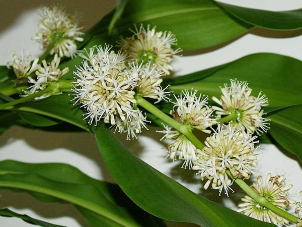 5-loai-cay-ra-hoa-bao-diem-cho-gia-chu-tai-loc-phu-quy-dua-nhau-vao-nha_4