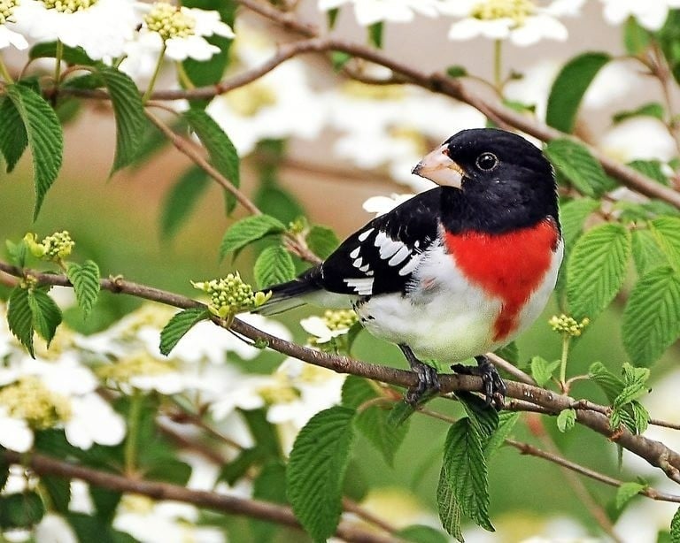 birdsoutsidemywindow-am-lich-bc-6-1663841854683262002948