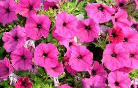 images (26)