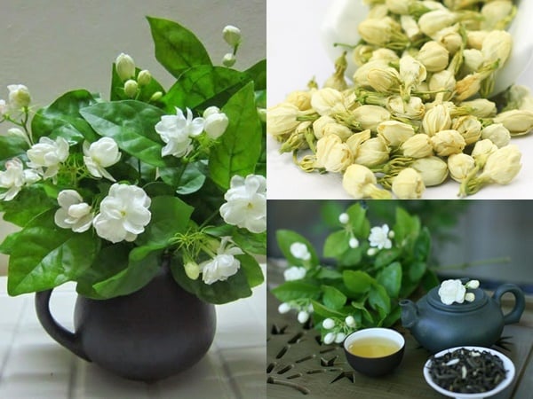 hoa-nhai-muon-lon-nhanh-ra-hoa-trang-chau-huong-thom-de-chiu-can-thoa-man-3-so-thich-don-gian-nay_4