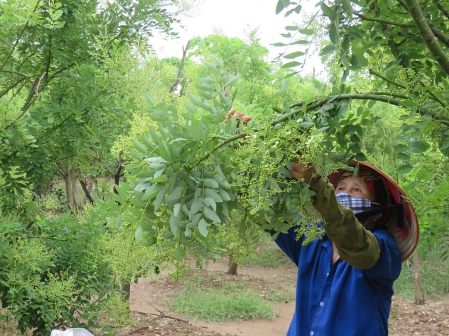 top-nhung-loai-cay-ong-ba-cang-trong-con-chau-cang-day-phuc-loc-hai-loai-cay-gia-dinh-hiem-muon-nen-co_3