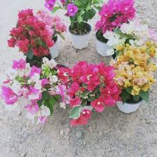 images (20)