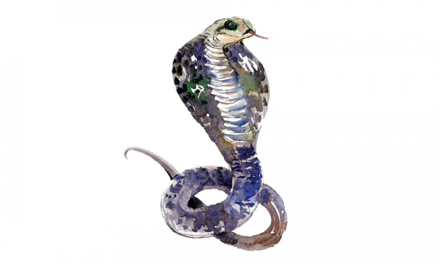 tu-vi-con-giap-02