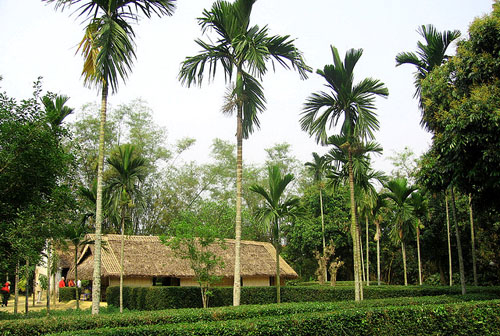 cay trong