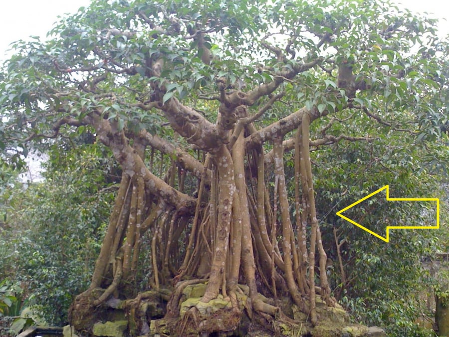 3 cay trong con chau doi doi giau co