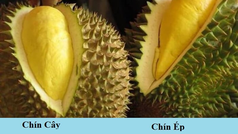 cach-nhan-biet-sau-rieng-chin-qua-cac-dau-hieu-don-gian-202204271330116321