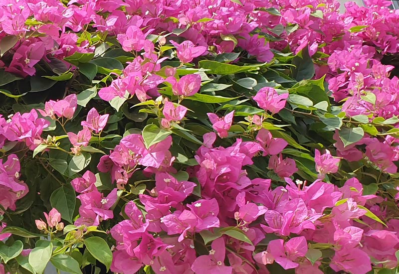 giay-xac-phao-nhieu-hoa