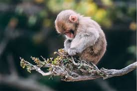 images (6)