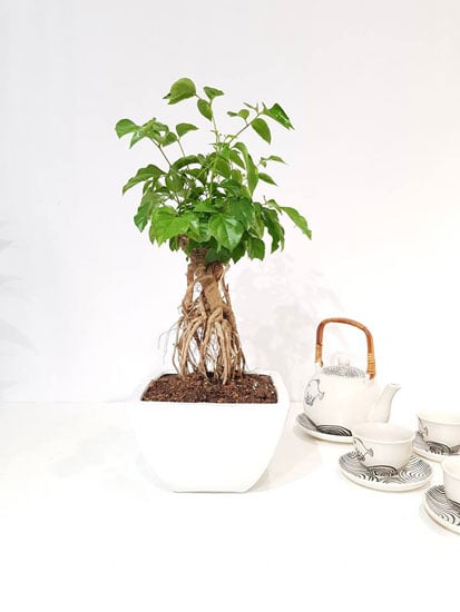 cay-hanh-phuc