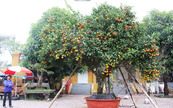 8-cay-bau-vat-cu-trong-truoc-cua-nha-thi-tai-loc-ram-ro-keo-den-khong-chieu-cua-bau-cung-chieu-tien-bac_1