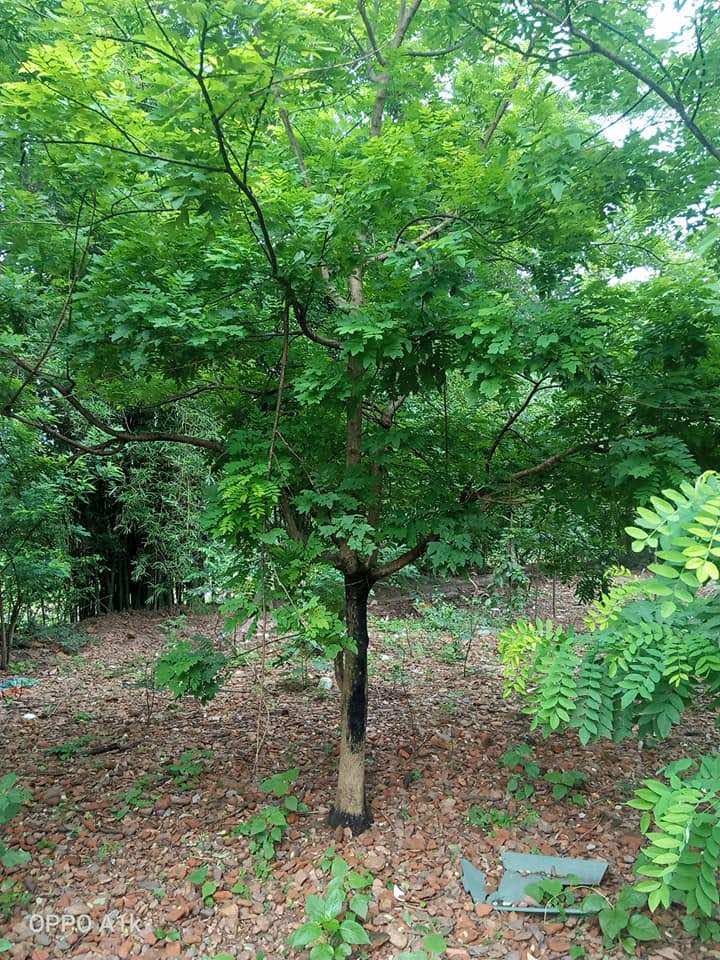 cac-cu-da-dan-co-ngheo-doi-tung-quan-den-may-cung-dung-chat-3-cay-nay-con-chau-se-duoc-bao-ve_1