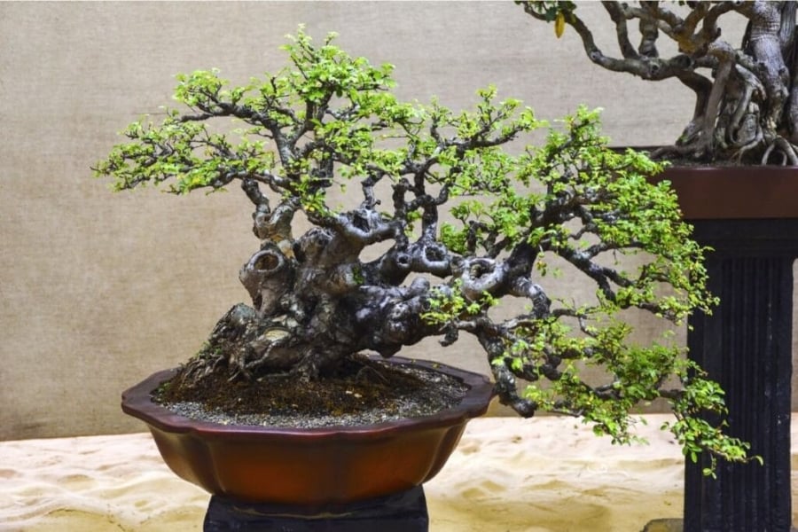 cac-cu-da-dan-co-ngheo-doi-tung-quan-den-may-cung-dung-chat-3-cay-nay-con-chau-se-duoc-bao-ve_2
