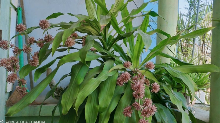 4-loai-cay-canh-an-tien-thien-ha-mot-khi-no-hoa-la-co-diem-van-may-sap-den-tien-bac-ngap-nha_3