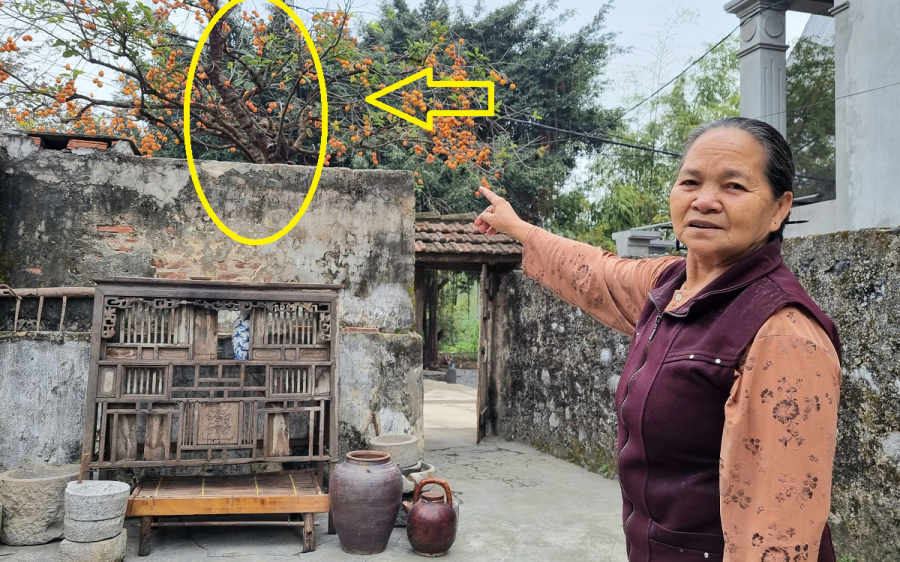 cay-khong-nen-chat