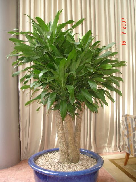 5-loai-cay-trong-truoc-nha-nhu-tron-vang-gia-dao-binh-an-giau-sang-phu-quy-con-chau-huong-phuc-muon-doi-2