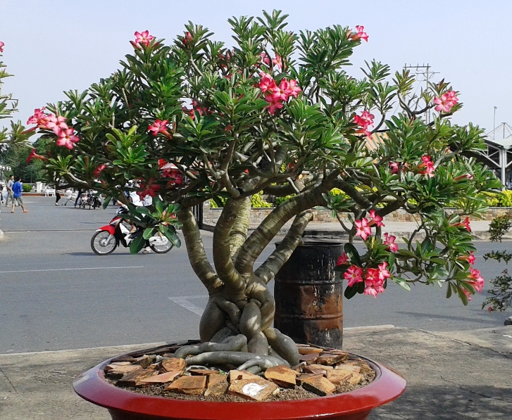 5 loAi hoa tuy dep nhung khong may man de trong nha khac gi moi goi van xui So 2 nhieu nha yeu thic4