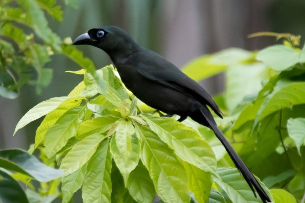 con-vat-la-de-tu-than-tai-02