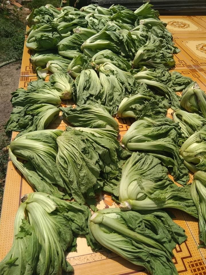 muoi-dua-cai-02