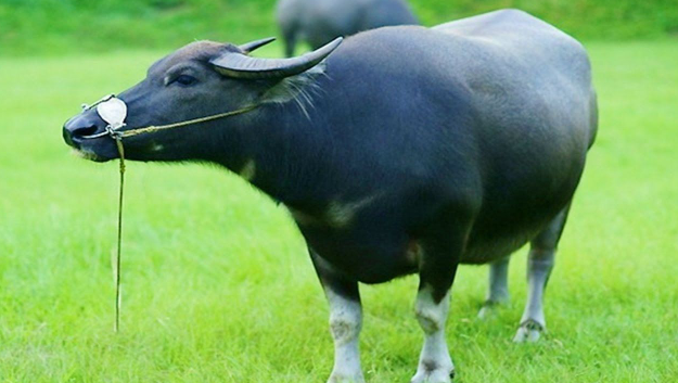 tuoi suu