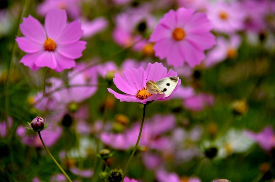cosmos-2827216_960_720