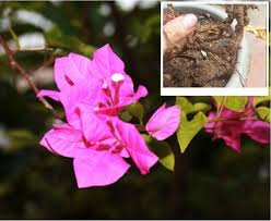 images (10)