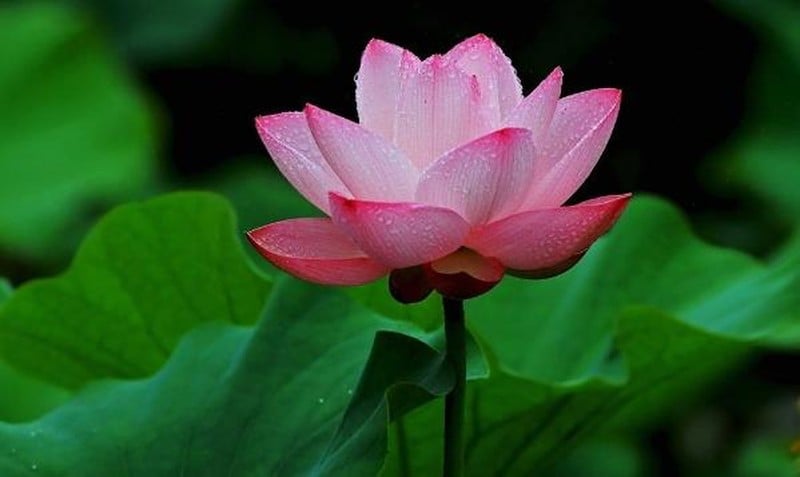 tre-sinh-vao-5-ngay-am-lich-nay-hieu-thao-lai-tai-nang-ngut-troi-hinh-2