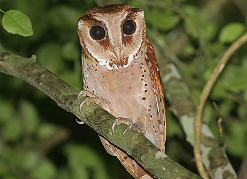 hai-loai-chim-vao-nha-khong-gap-hoa-cung-tai-uong-02