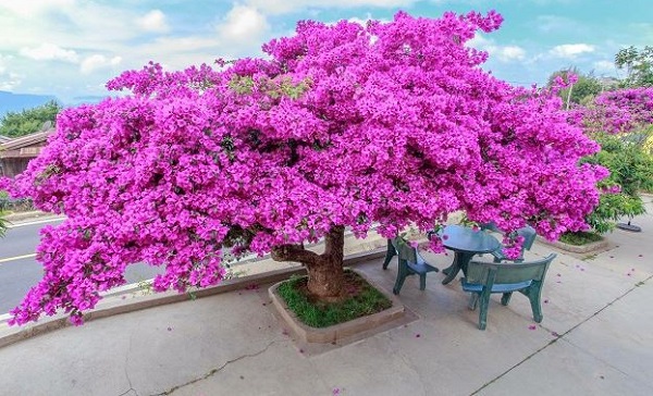 hoa-giay (1)