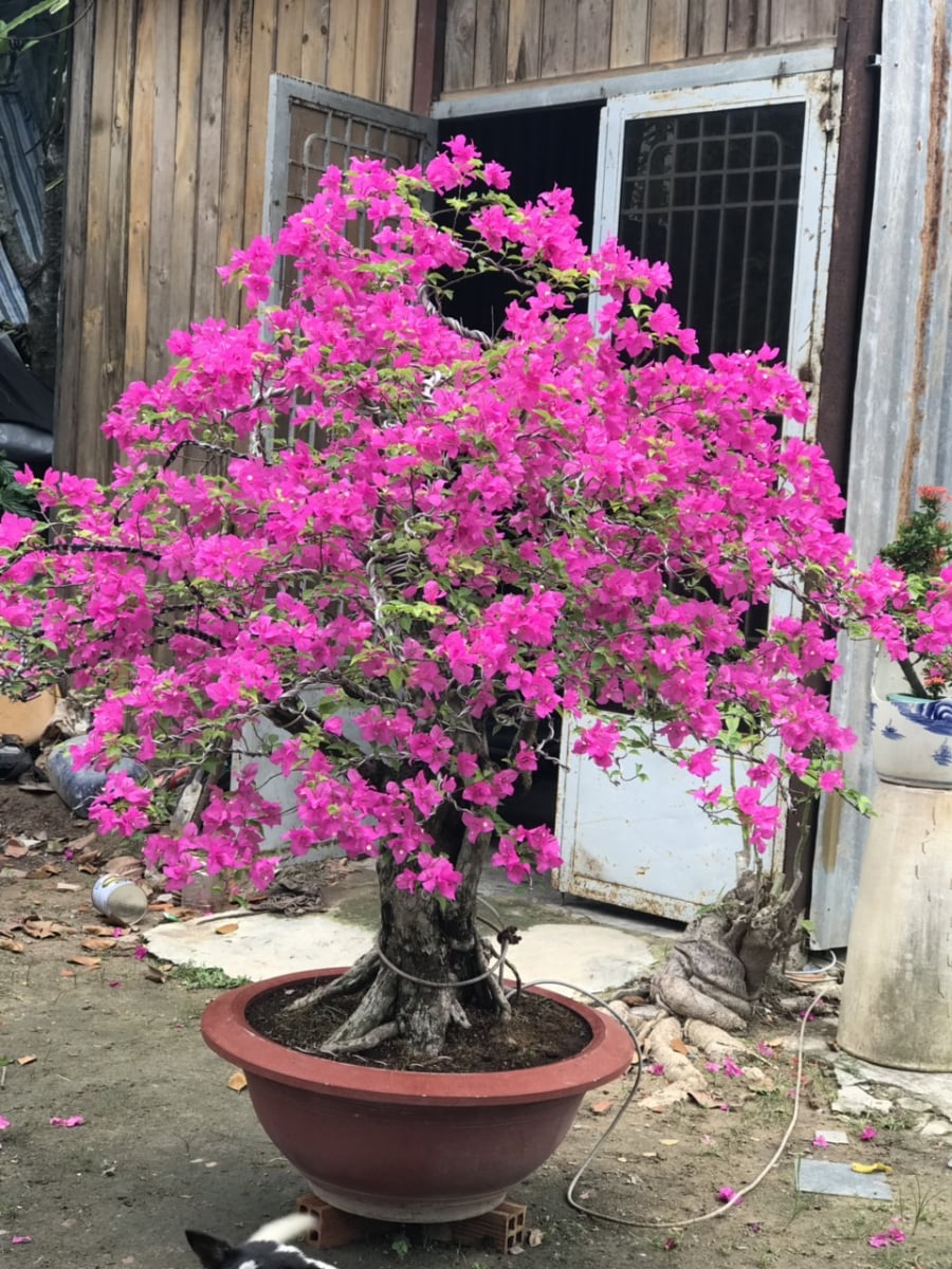 cay-hoa-giay-01