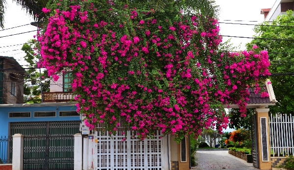 cay-hoa-giay-03