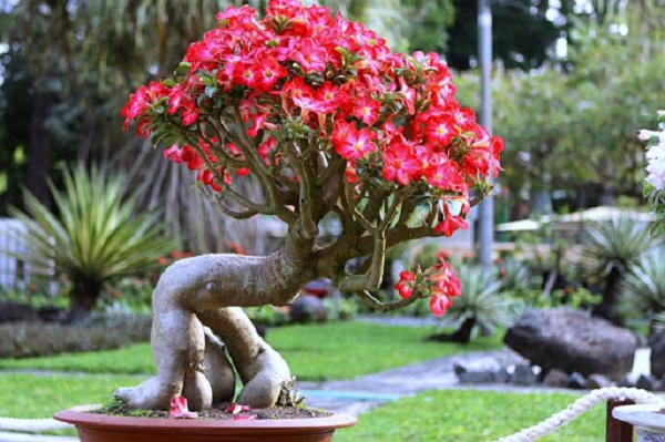cay-su-thai