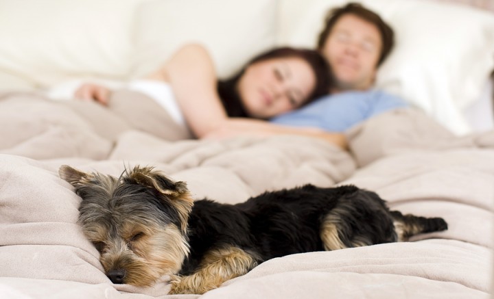 1512_doginbed