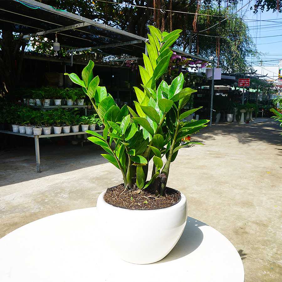 cay-canh-hut-tai-loc-2023-07