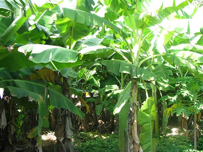 cay-trong-sau-nha-01