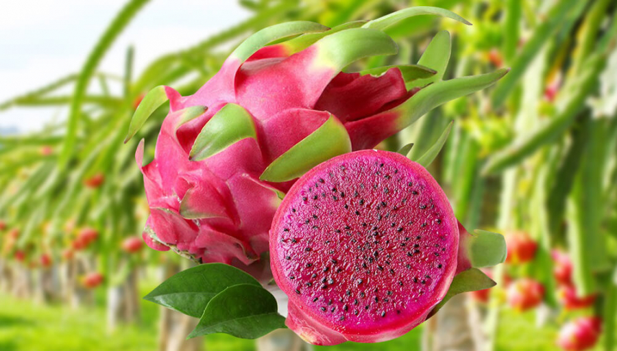 thuc-pham-tri-nhiem-trung-duong-tiet-nieu-02