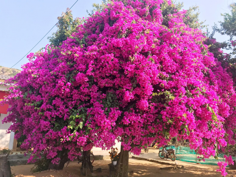 cay hoa giay ly son-1