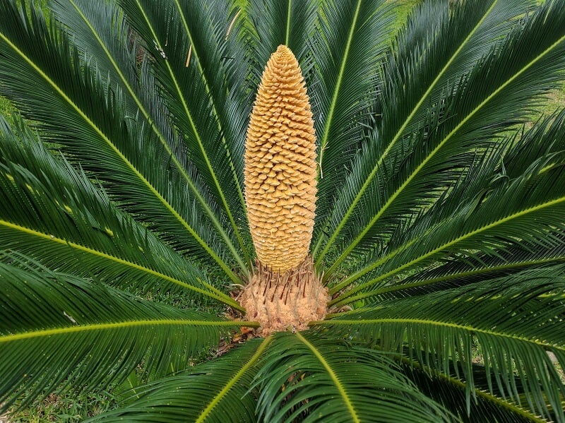 6-loai-cay-phu-quy-ra-hoa-03
