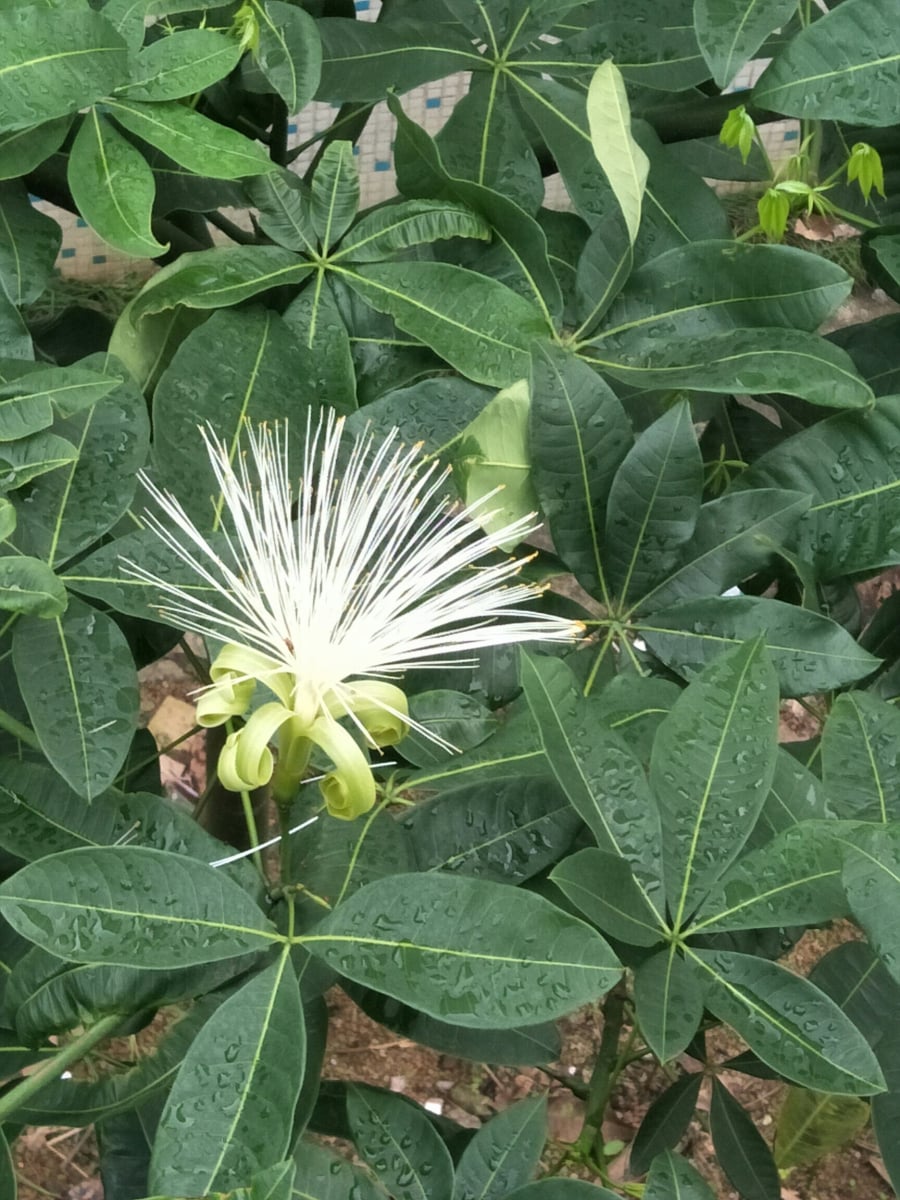 6-loai-cay-phu-quy-ra-hoa-04