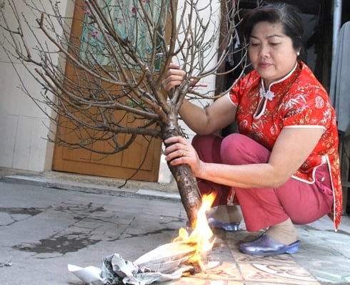 dot-goc-dao-la-sai-day-moi-la-cach-gup-dao-no-bung-choi-sut-tet-hoa-an-tuoi-roi-2