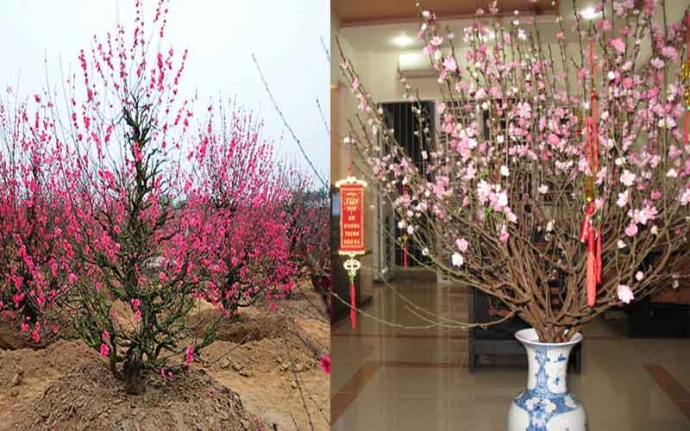 dot-goc-dao-la-sai-day-moi-la-cach-gup-dao-no-bung-choi-sut-tet-hoa-an-tuoi-roi-5