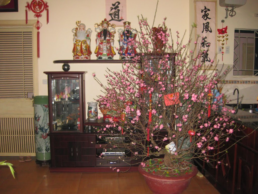 vi-tri-dat-cay-canh-tet-01