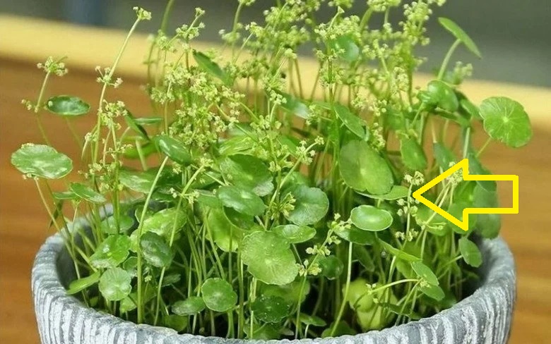 Loài cây nở hoa điềm gở